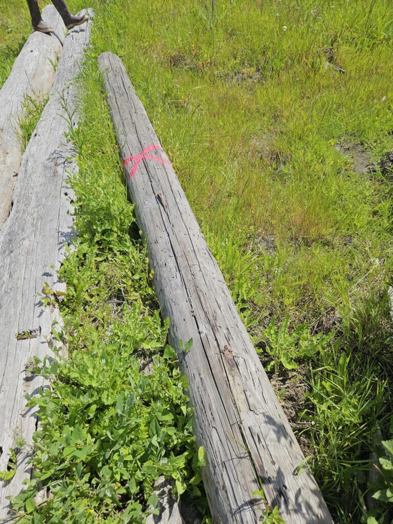 a wooden bridge over a grassy area (MyCoast AI)