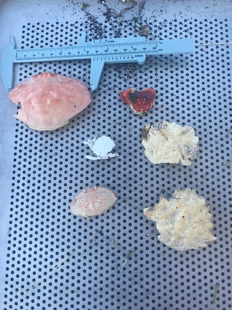 a group of different colored rocks (MyCoast AI)
