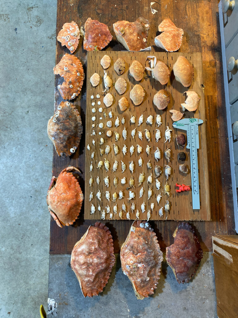 a group of meats on a wooden surface (MyCoast AI)