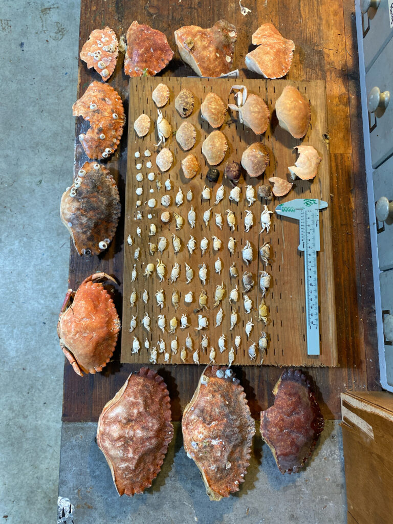 a group of meat on a wooden board (MyCoast AI)