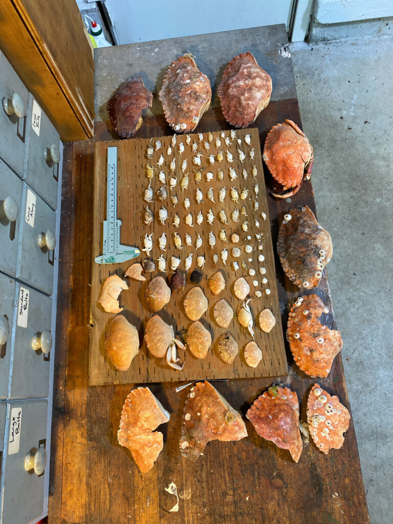 a group of mushrooms (MyCoast AI)