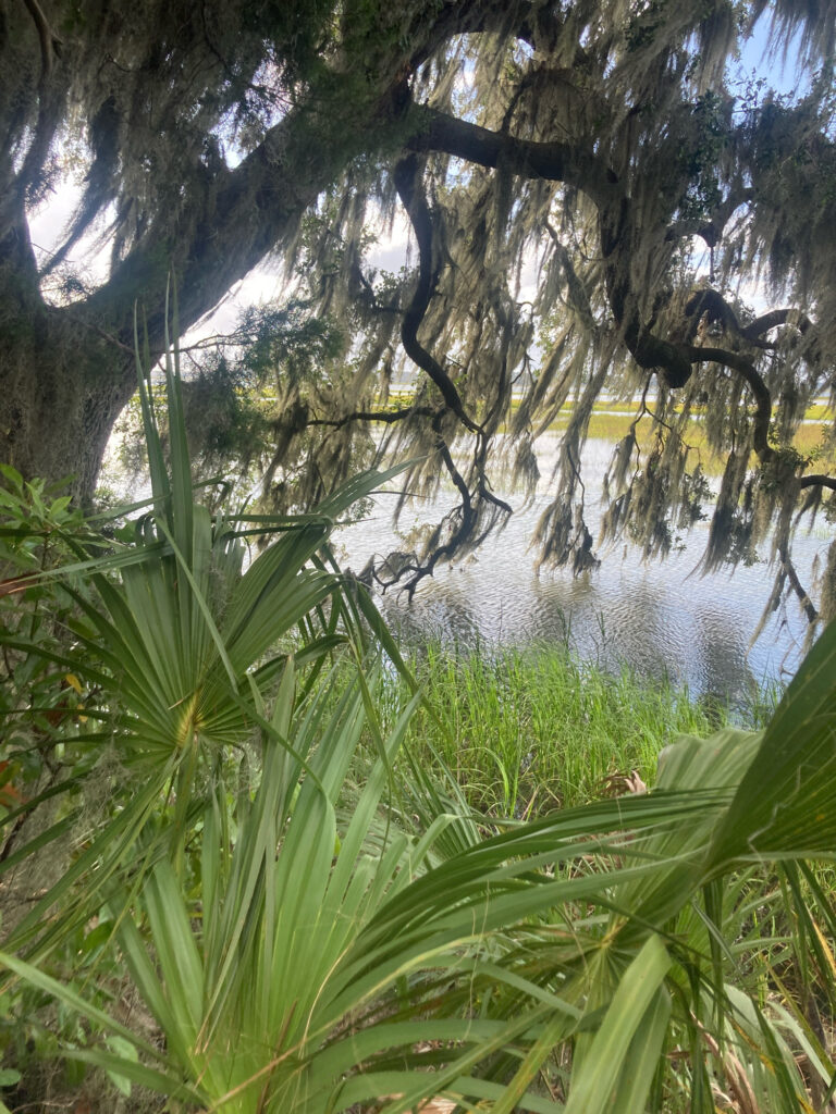 a river with trees and plants around it (MyCoast AI)