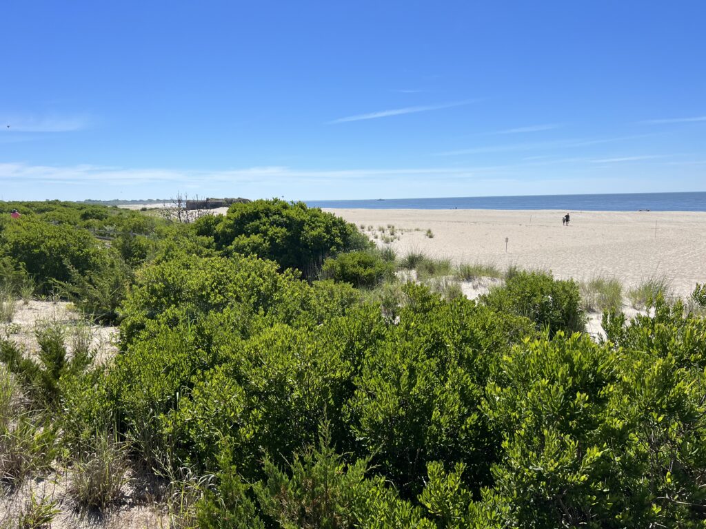 a landscape with trees and bushes (MyCoast AI)