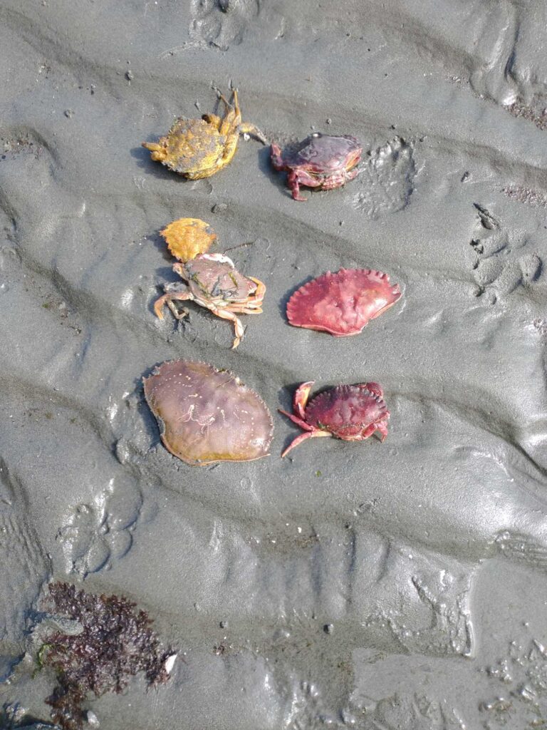 a group of crab on a rock (MyCoast AI)