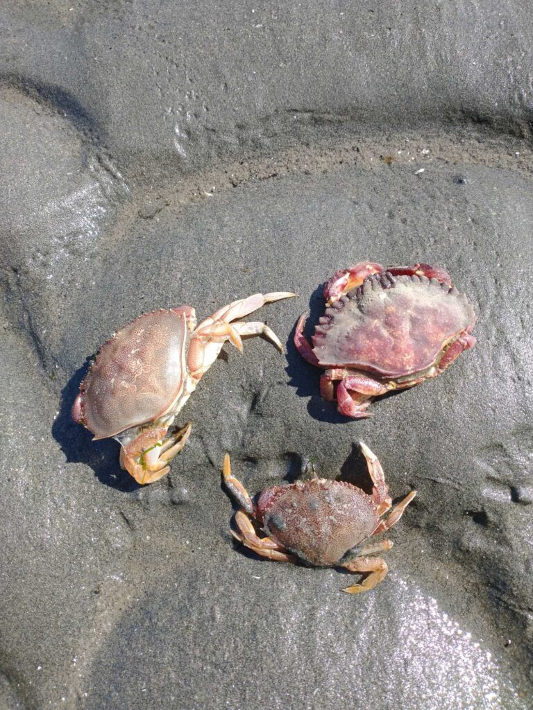 a group of snails on the ground (MyCoast AI)