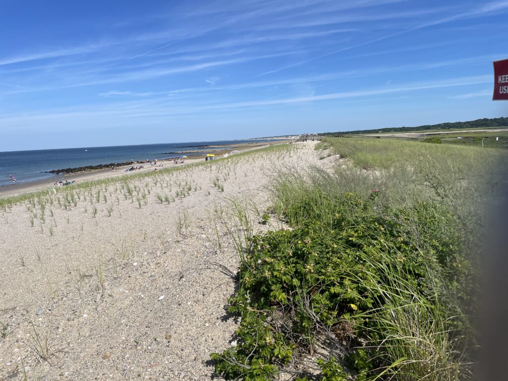 a beach with a road and bushes (MyCoast AI)