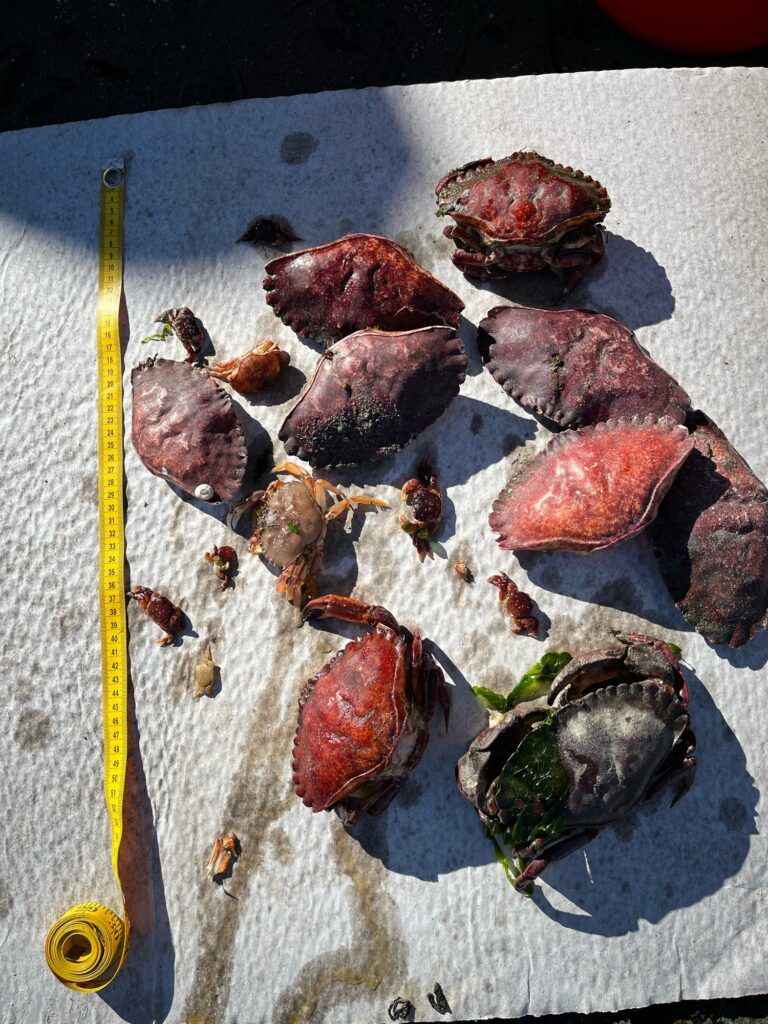 a group of cooked meat (MyCoast AI)