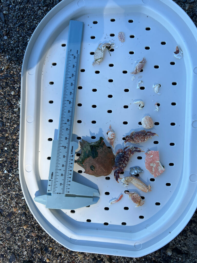 a plate with food on it (MyCoast AI)