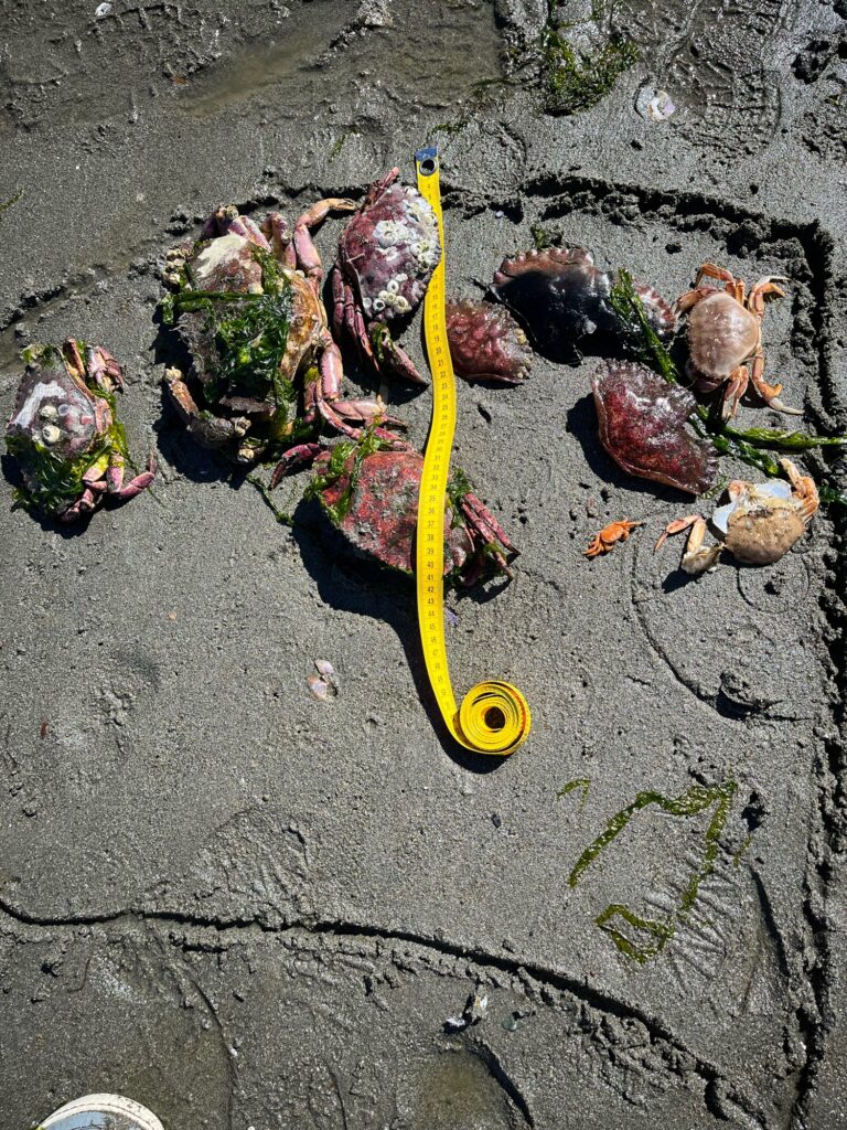a yellow tape measure on the ground (MyCoast AI)