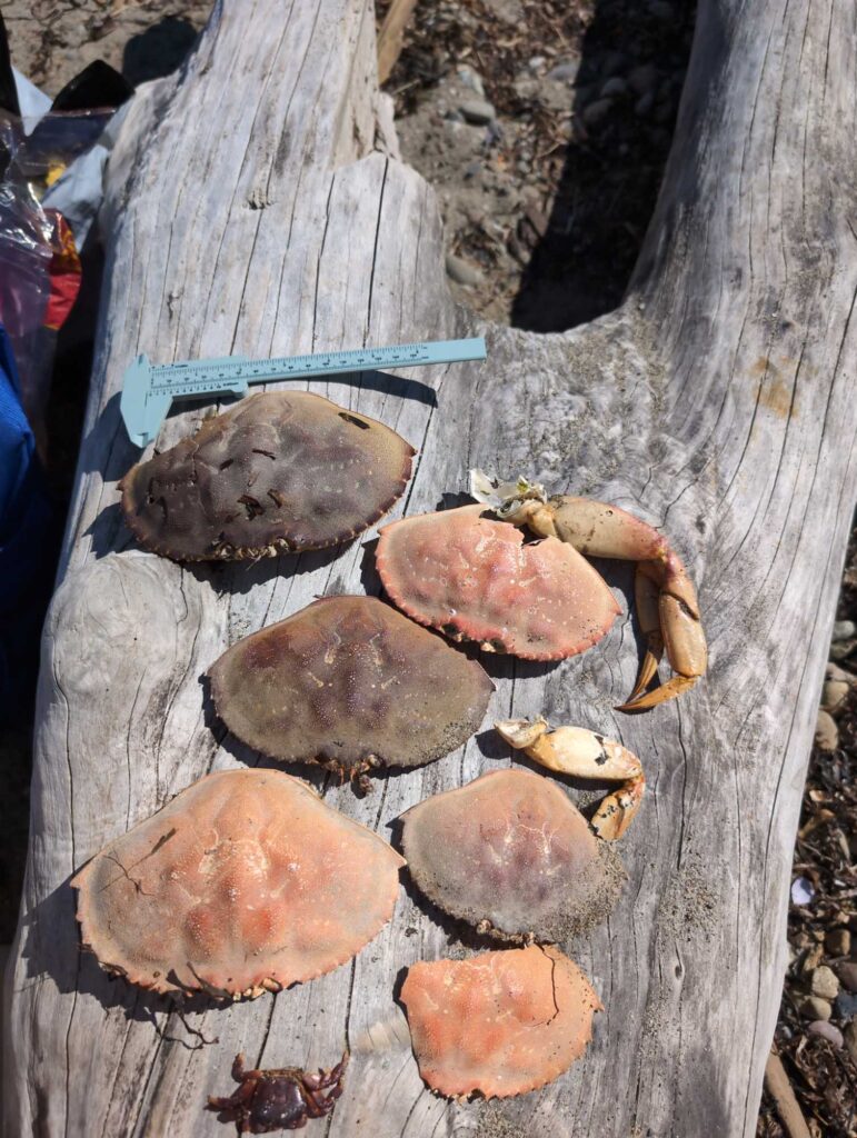 a group of mushrooms growing on a tree stump (MyCoast AI)