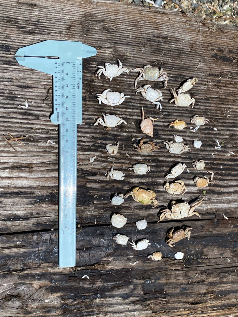 a blue shovel on a wooden surface (MyCoast AI)