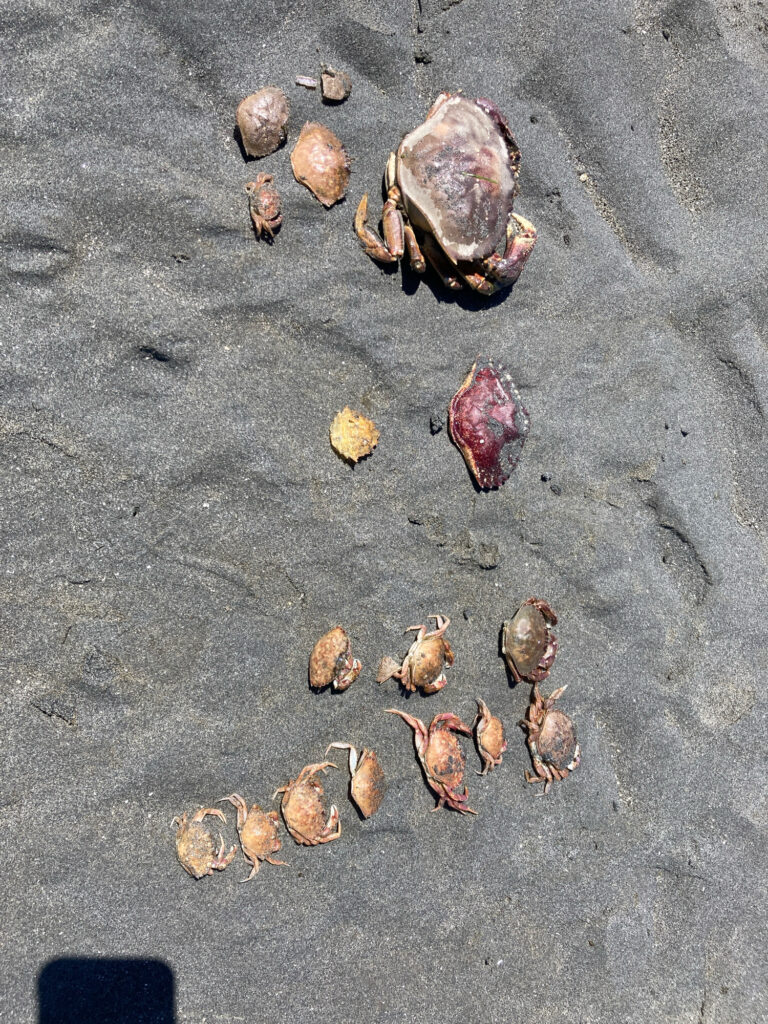 a group of snails on the ground (MyCoast AI)
