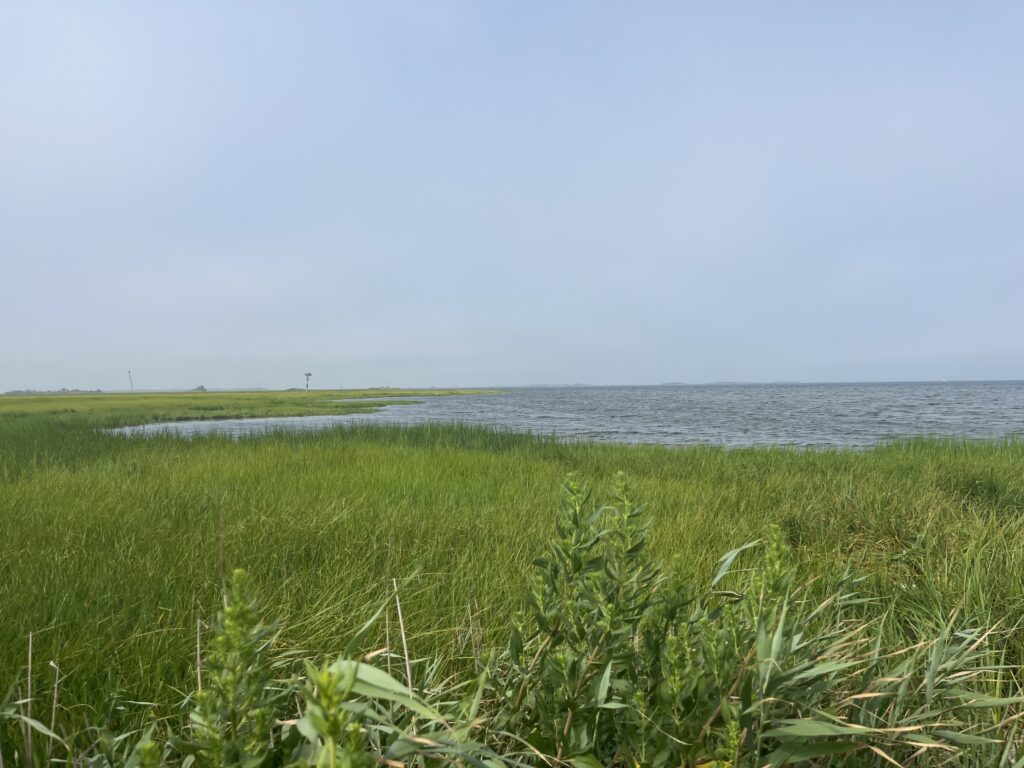 a grassy area with water in the background (MyCoast AI)