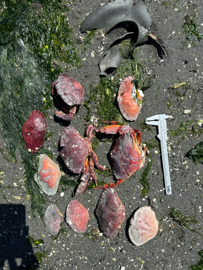 a group of mushrooms (MyCoast AI)