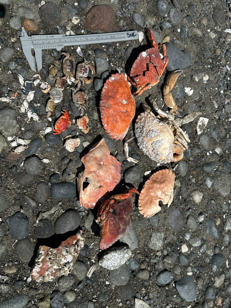 a pile of brown leaves (MyCoast AI)