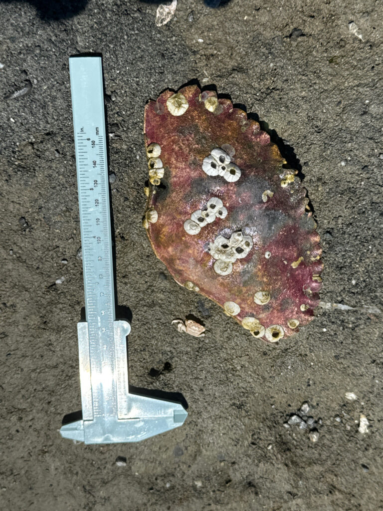 a red heart shaped cookie with white frosting on a dirt surface (MyCoast AI)