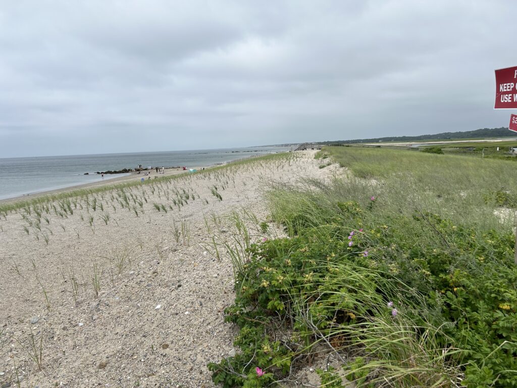 a beach with grass and flowers (MyCoast AI)