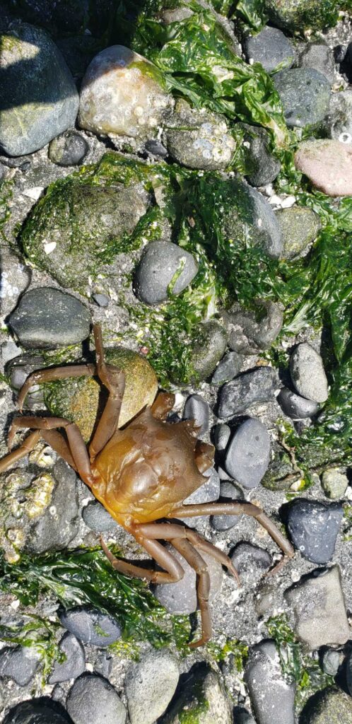 a crab on rocks (MyCoast AI)