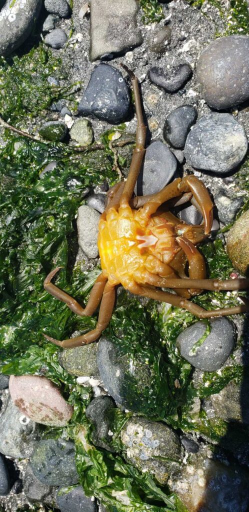 a crab on rocks (MyCoast AI)