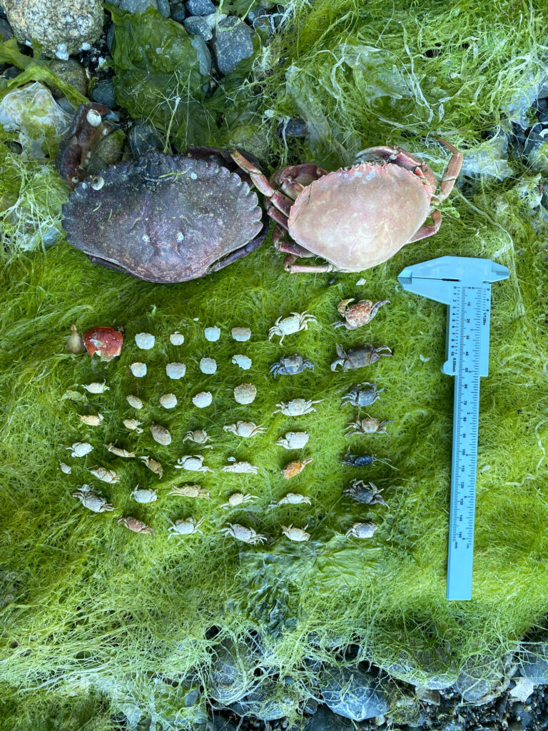 a fish tank with rocks and plants (MyCoast AI)