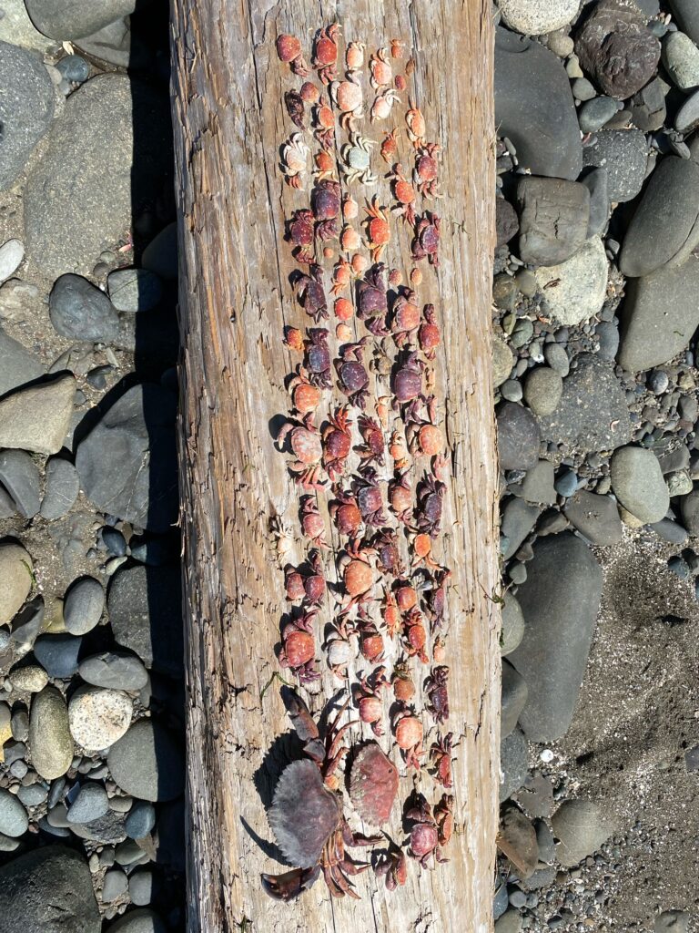 a pile of wood (MyCoast AI)