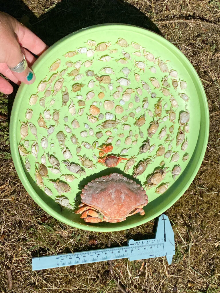 a watermelon with a face on it (MyCoast AI)