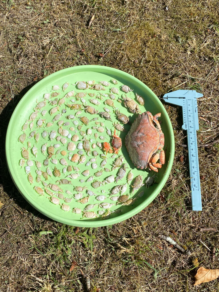 a green bowl of food (MyCoast AI)