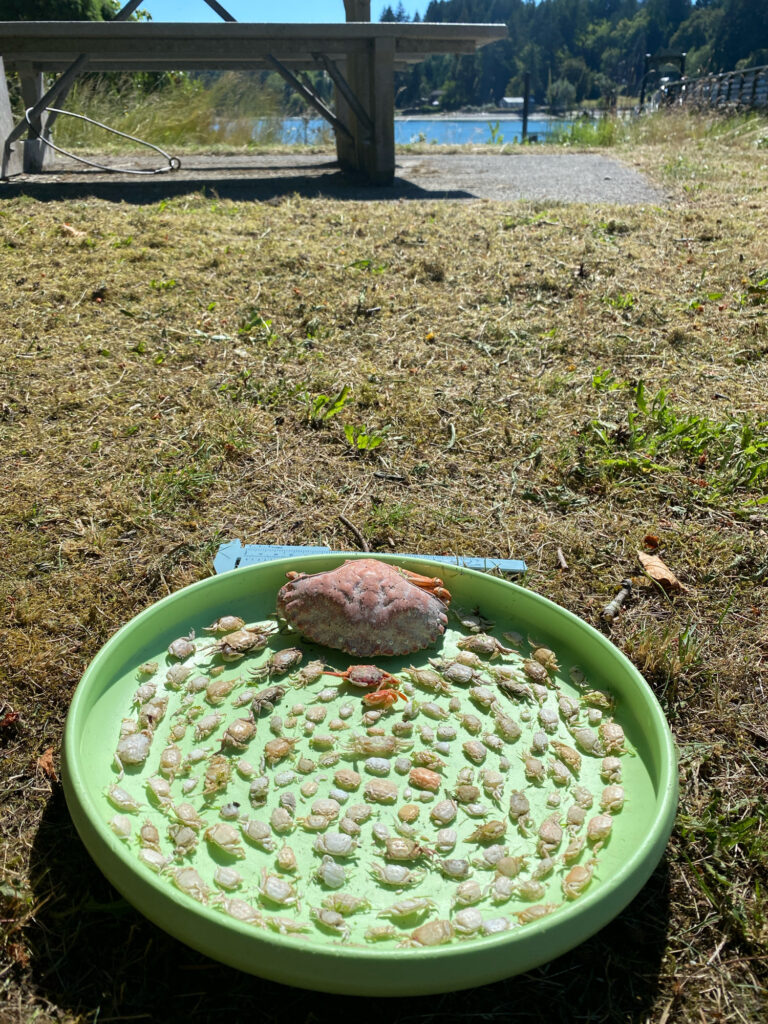 a turtle in a bucket of water (MyCoast AI)