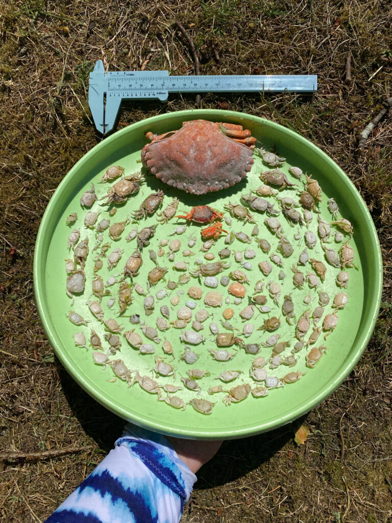 a plate of food (MyCoast AI)