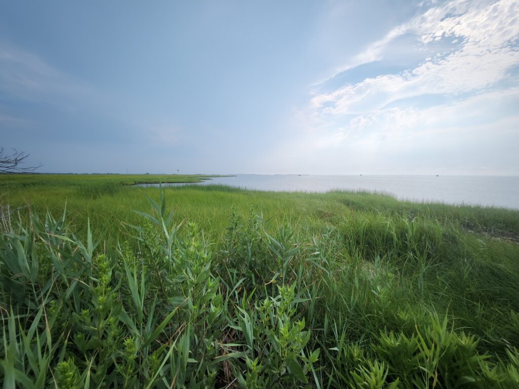 a grassy field with water in the background (MyCoast AI)