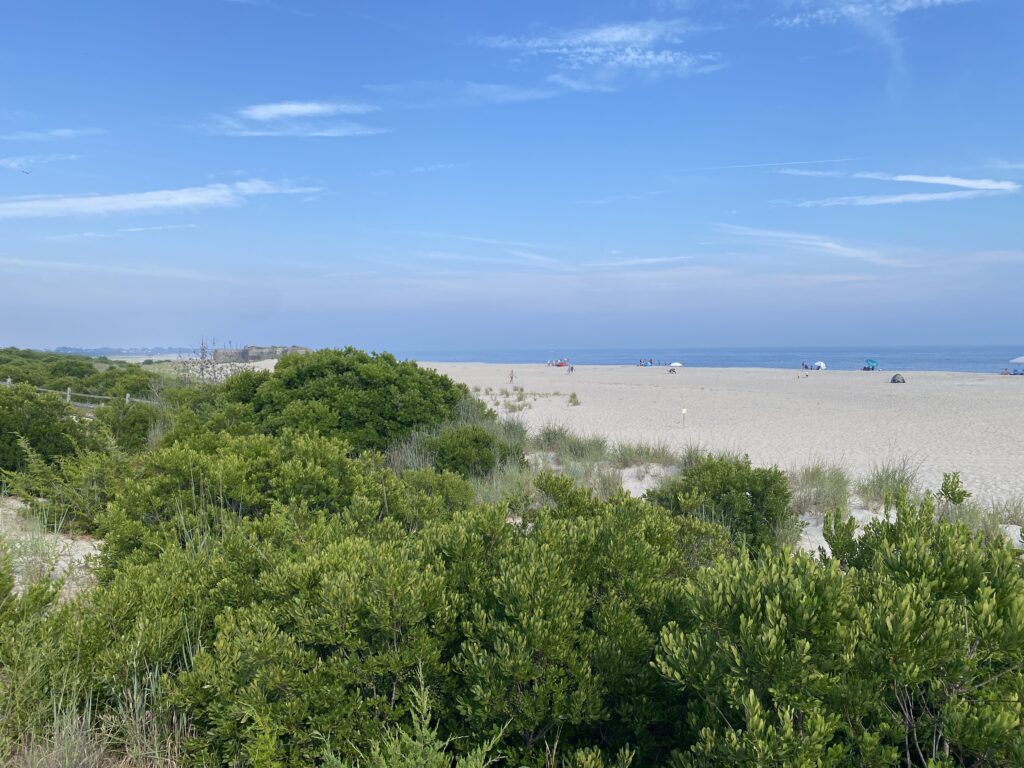 a beach with bushes and trees (MyCoast AI)