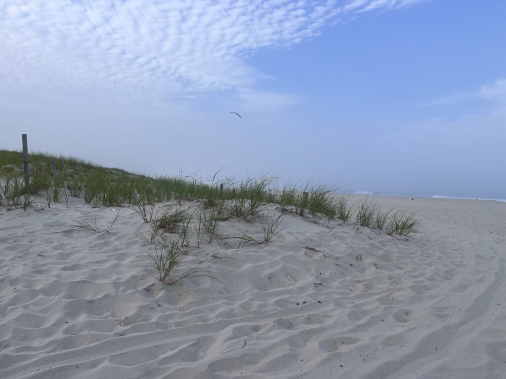 a sandy beach with plants (MyCoast AI)