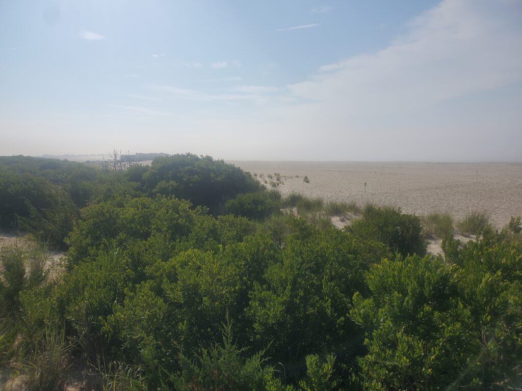 a landscape with trees and bushes (MyCoast AI)