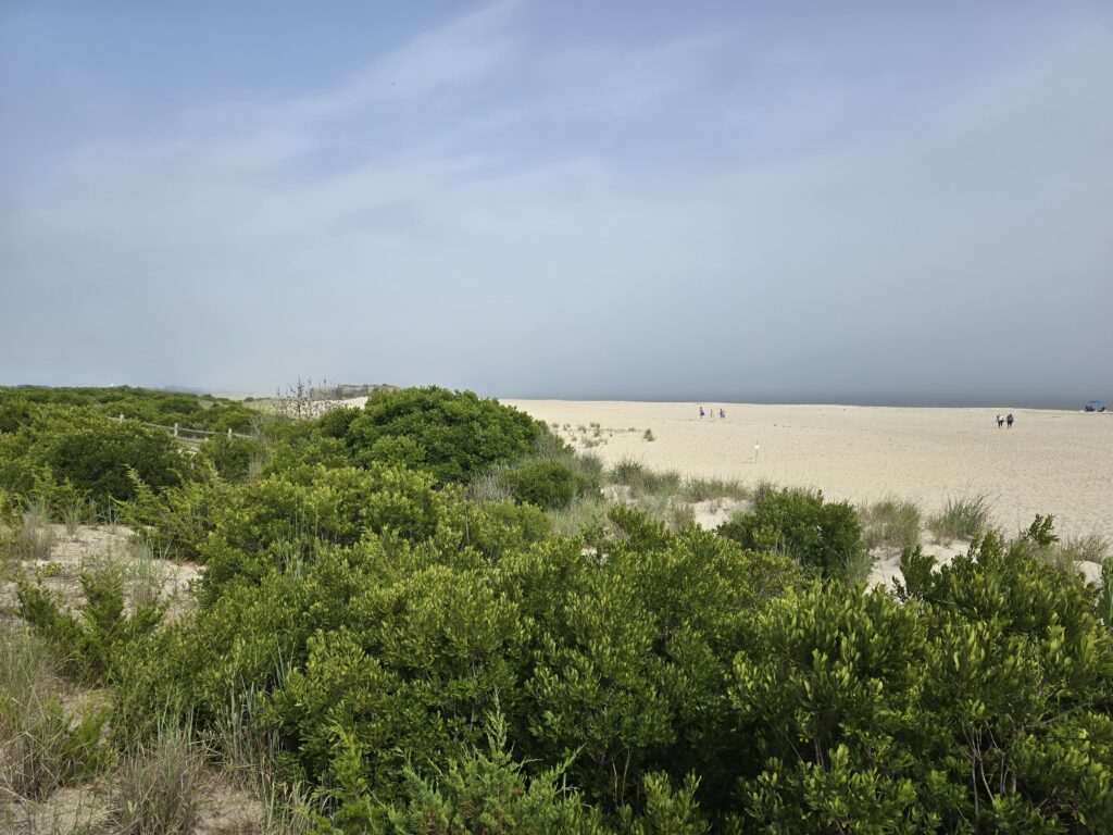 a landscape with trees and bushes (MyCoast AI)