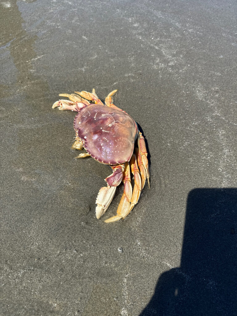 a crab on a concrete surface (MyCoast AI)