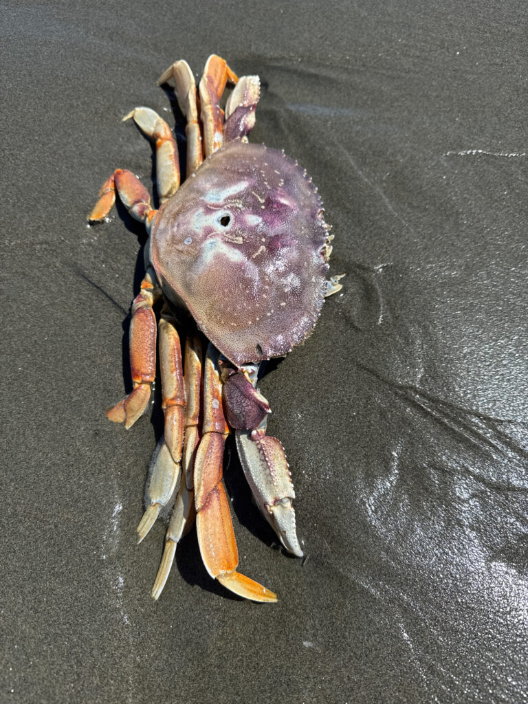 a crab with a large shell (MyCoast AI)