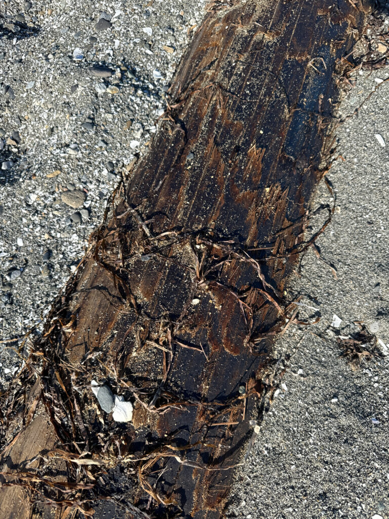 a tree trunk with a hole in it (MyCoast AI)