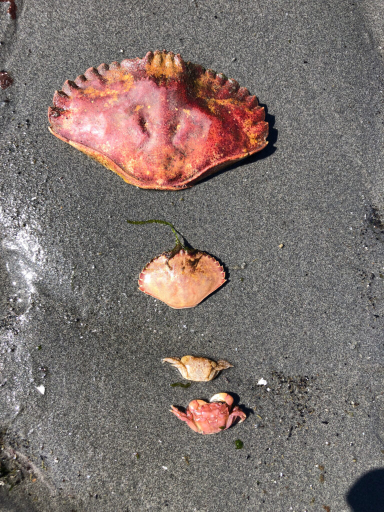 a group of mushrooms on a concrete surface (MyCoast AI)