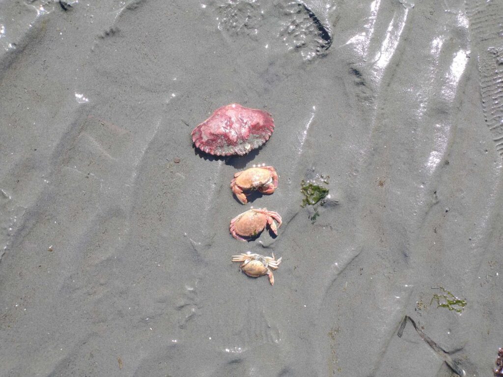 a group of small rocks on a wet surface (MyCoast AI)