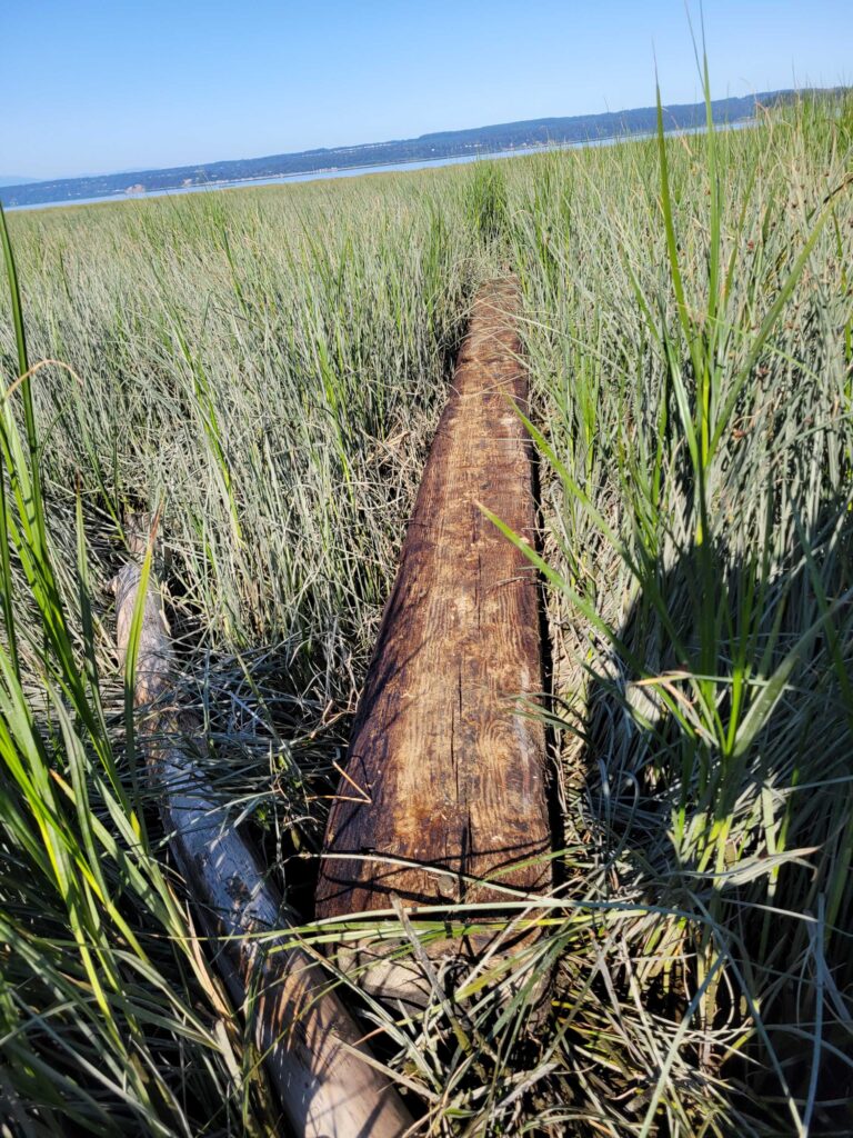 a log in a field (MyCoast AI)