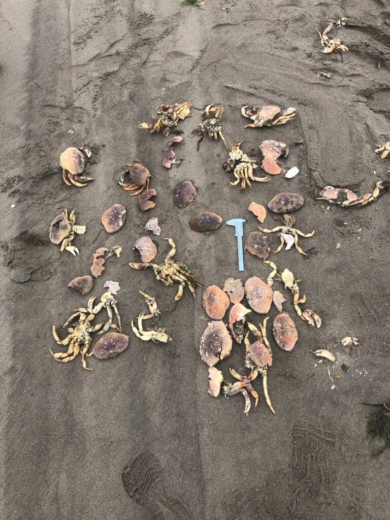 a group of shells on a beach (MyCoast AI)