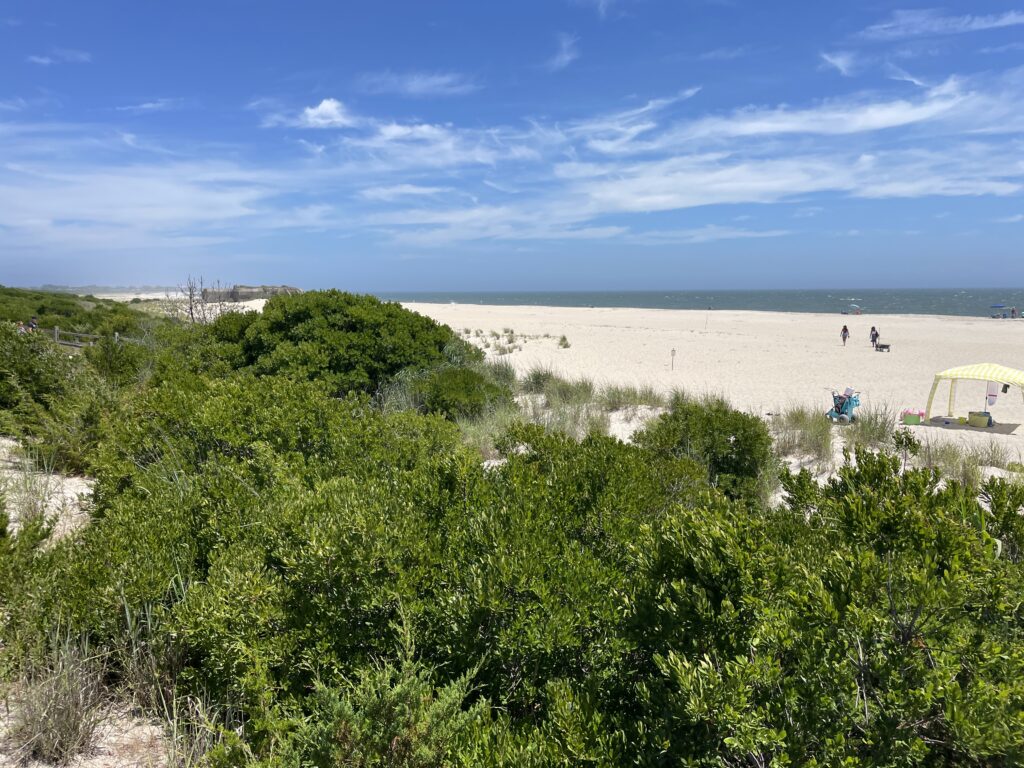 a beach with trees and bushes (MyCoast AI)