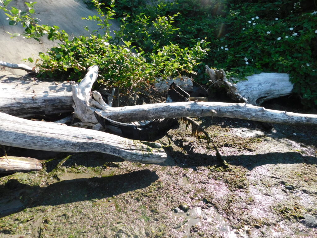 a group of logs in a forest (MyCoast AI)