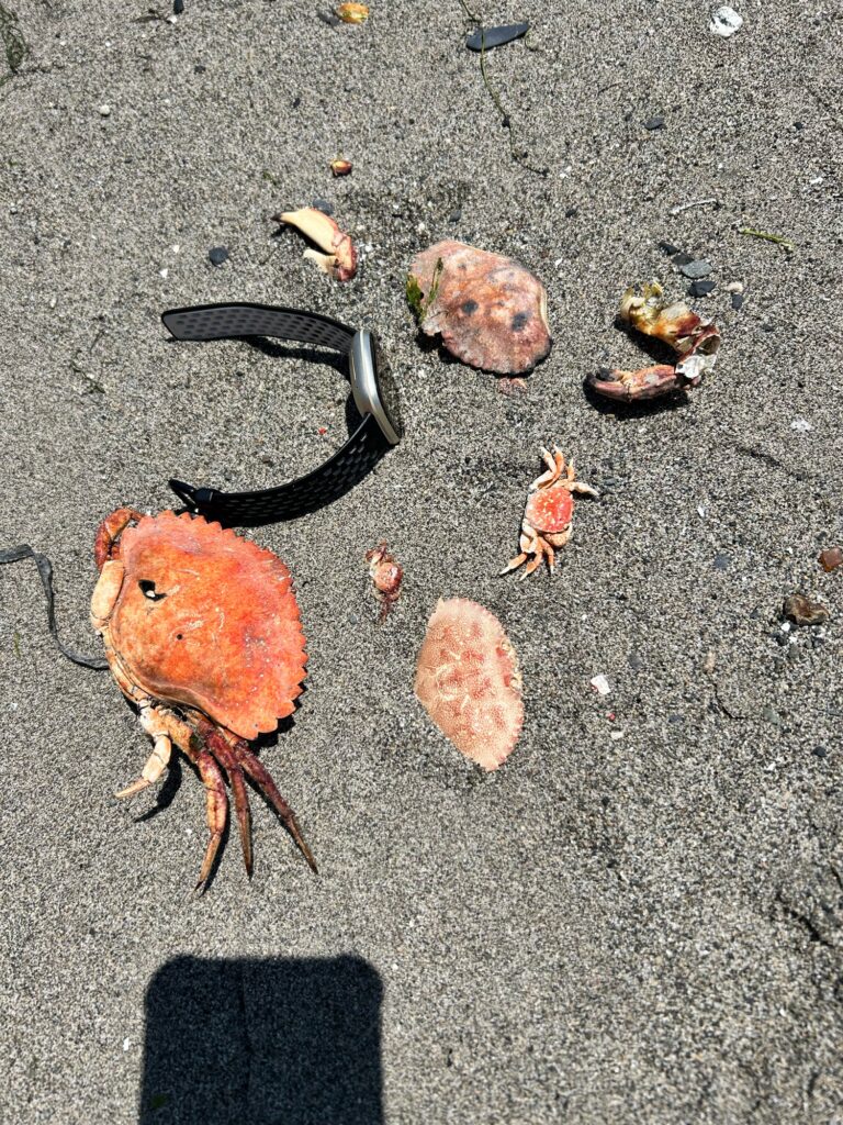 a frog on the ground (MyCoast AI)