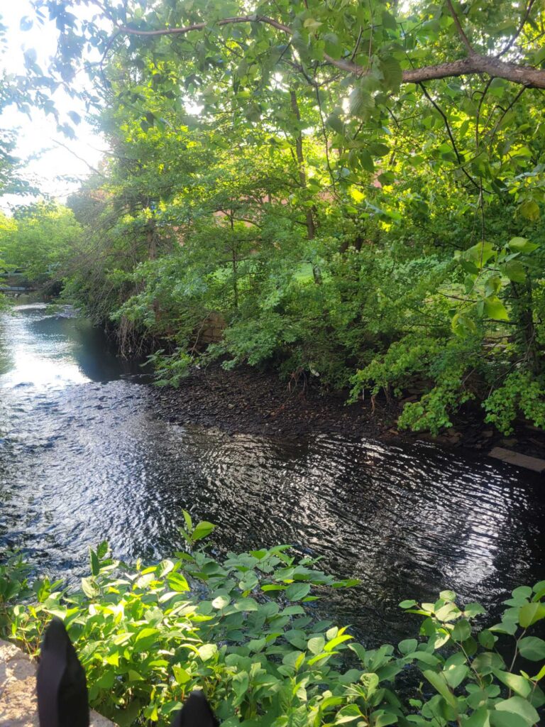 a river with trees around it (MyCoast AI)