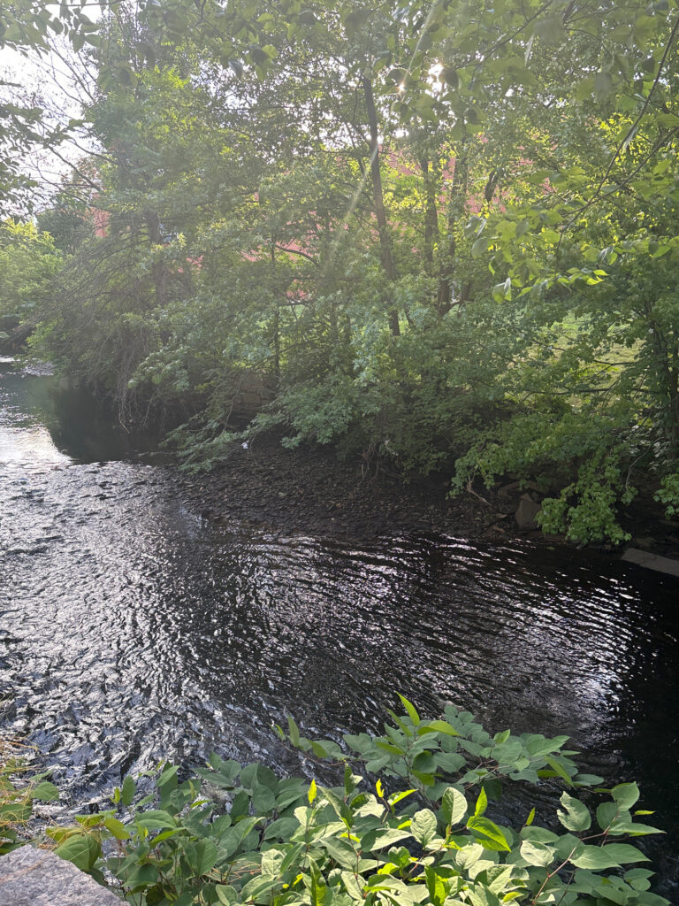 a river with trees on the side (MyCoast AI)