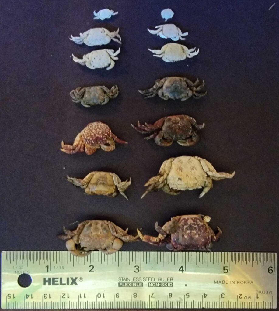 a group of sea animals (MyCoast AI)