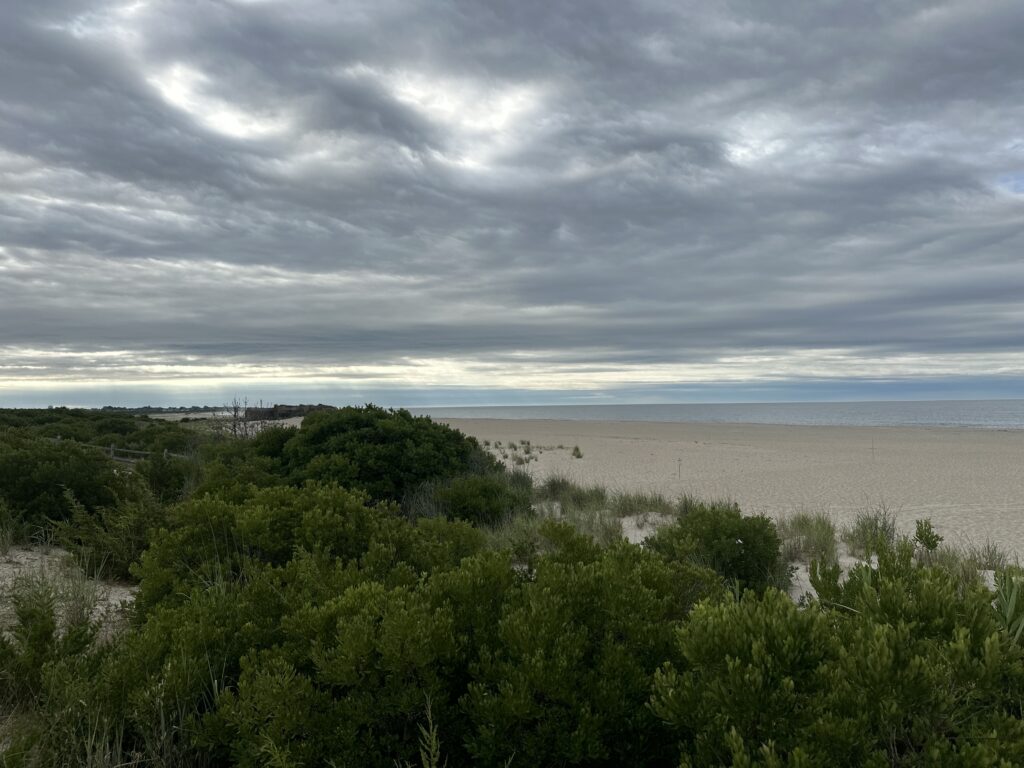 a beach with trees and bushes (MyCoast AI)