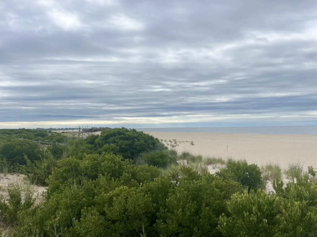 a beach with trees and bushes (MyCoast AI)