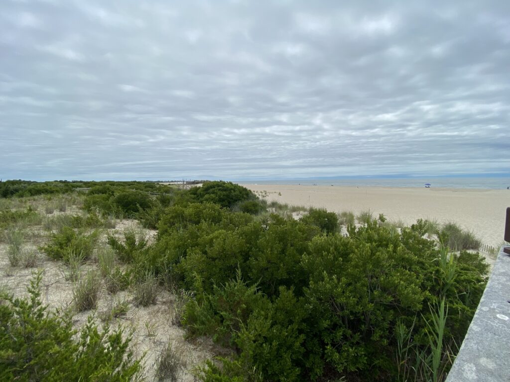a beach with bushes and trees (MyCoast AI)